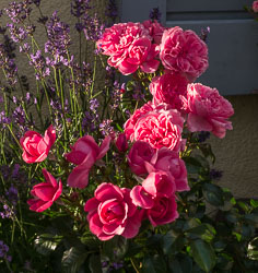 Gartenblumen